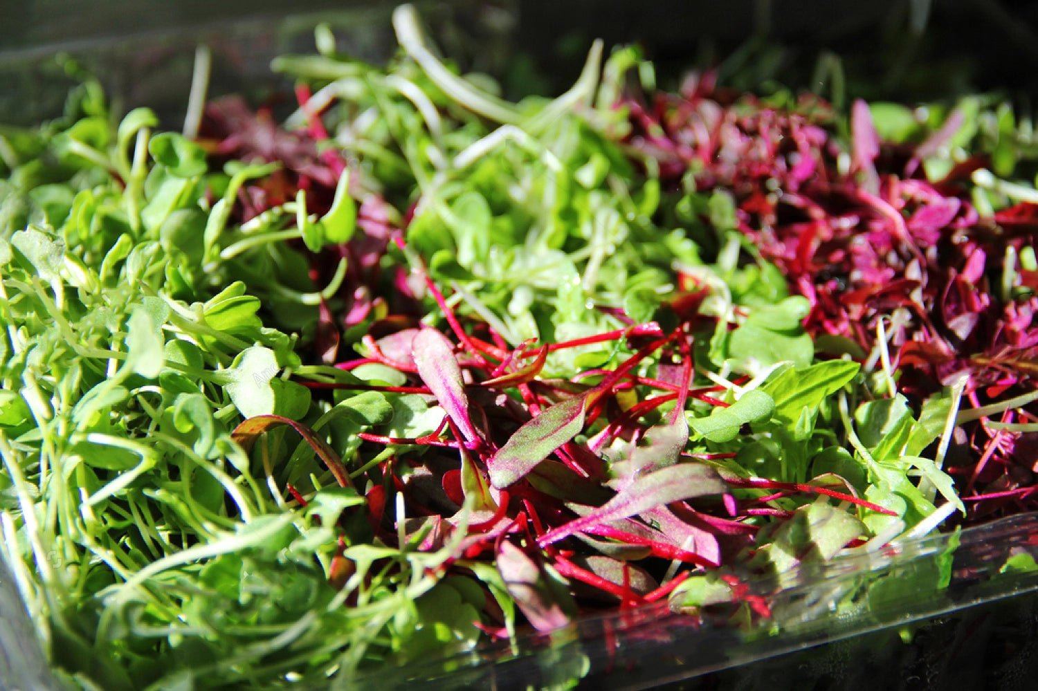 micropousses couleurs vives radis pois van leaf sante bio alimentation nutrition cuisine notre histoire notre engagement ecologie healthy
