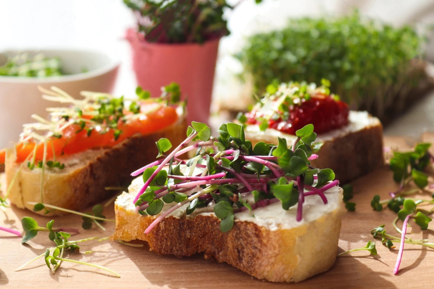 Micro-pousses-de-radis-sur-tartine-de-chevre-frais van leaf sante bio alimentation nutrition cuisine ecologie healthy