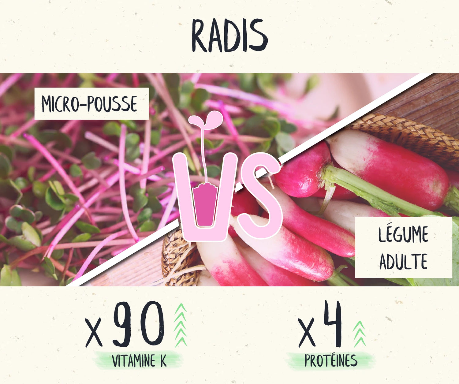 Découvrez les micro pousses de radis Van Leaf, source exceptionnelle de Vitamine K (x90) et de Protéines (x4) comparées aux radis adultes. Boostez votre santé osseuse et votre énergie naturellement.