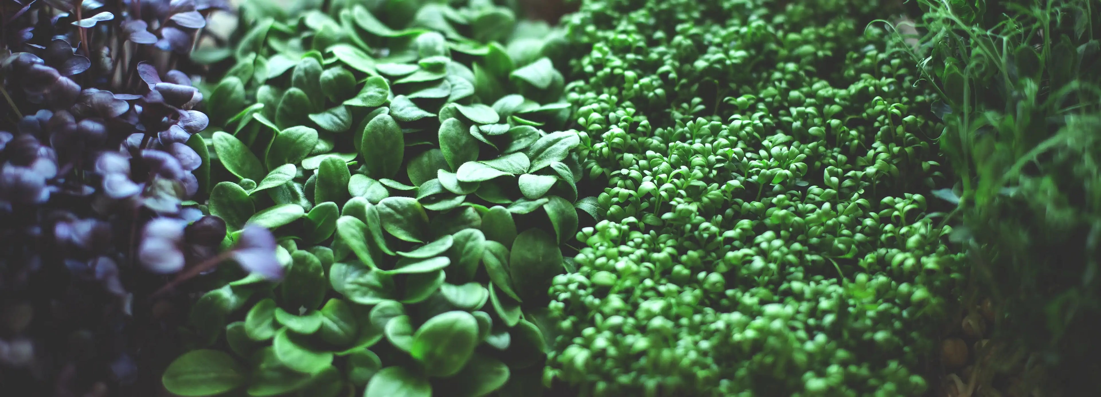 micropousses fraiches radis pois van leaf sante bio alimentation nutrition cuisine ecologie healthy
