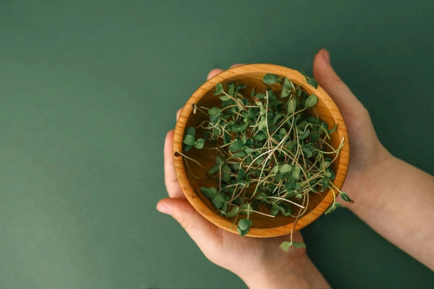 Bol de micro-pousses fraîches Van Leaf tenu dans les mains - Source de vitalité pour le bien-être et la santé digestive sante bio alimentation nutrition cuisine ecologie healthy