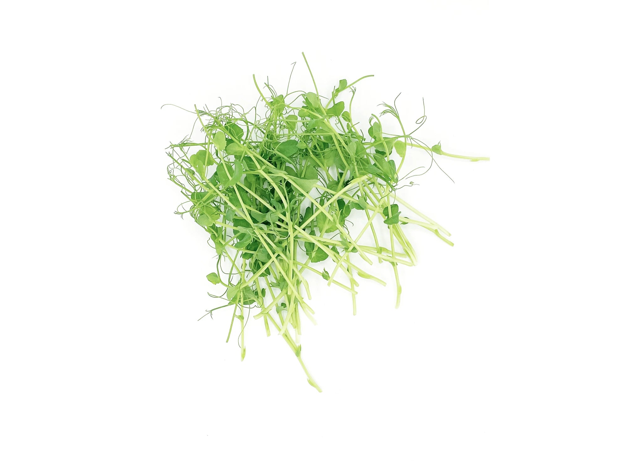 Micropousses de pois affyla frais Van Leaf pour une meilleure digestion et plus d'énergie. Achetez nos micropousses bio en ligne.