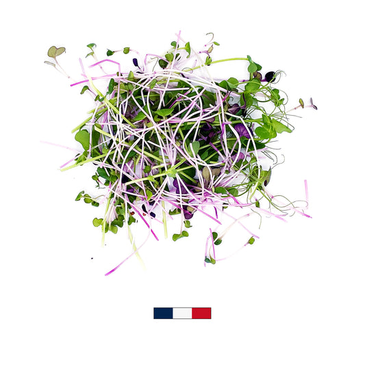 Box Découverte - Mix de 3 variétés (50g)