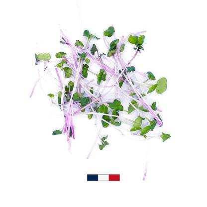 Micro-pousses de Radis Daikon (50g)
