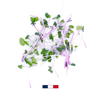 Micro-pousses de Radis Noir (50g)