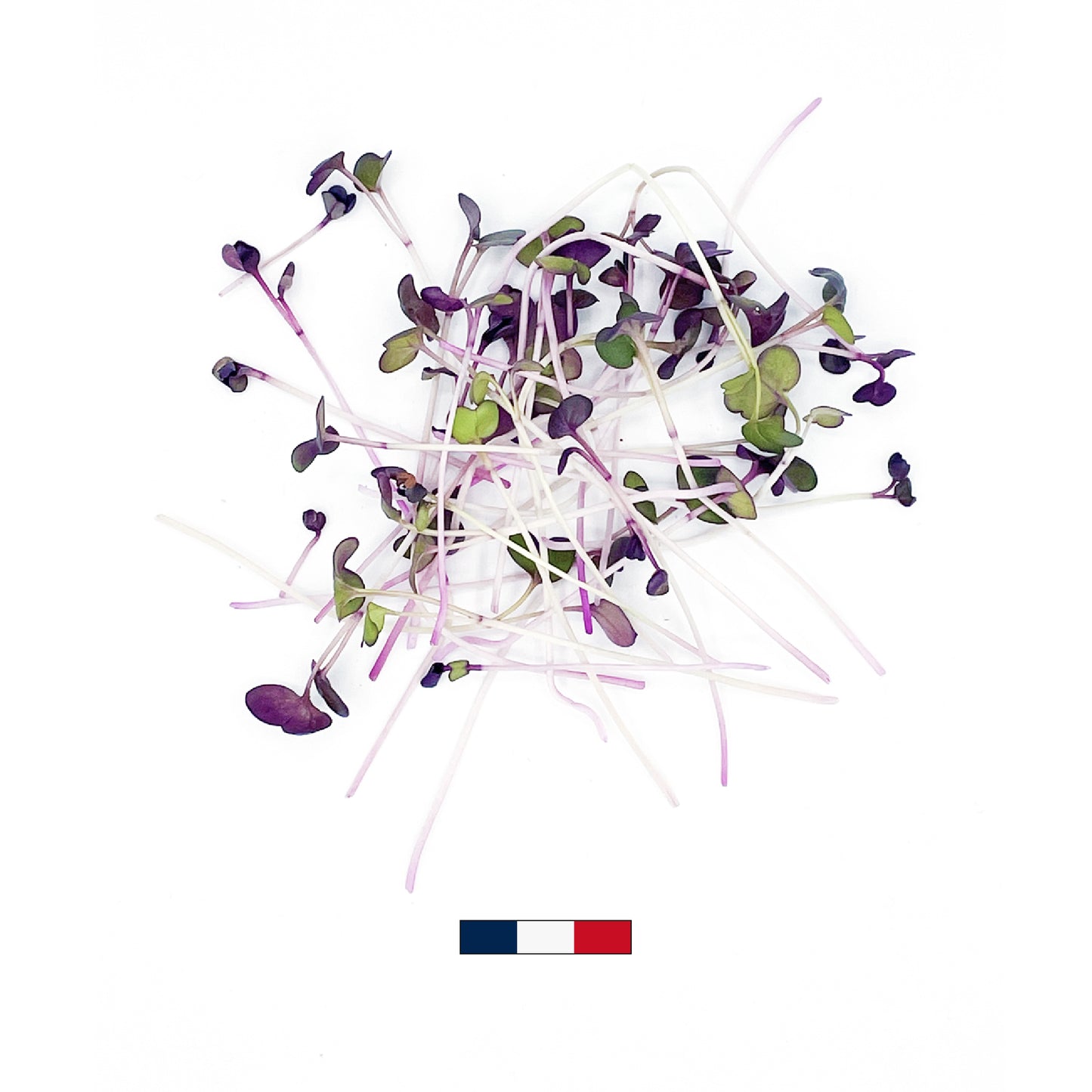 Micro-pousses de Radis Sango (50g)