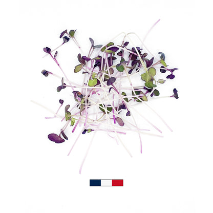Micro-pousses de Radis Sango (50g)