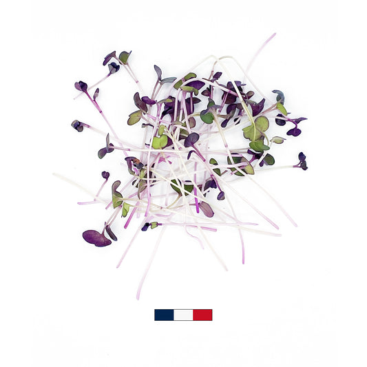Micro-pousses de Radis Sango (50g)