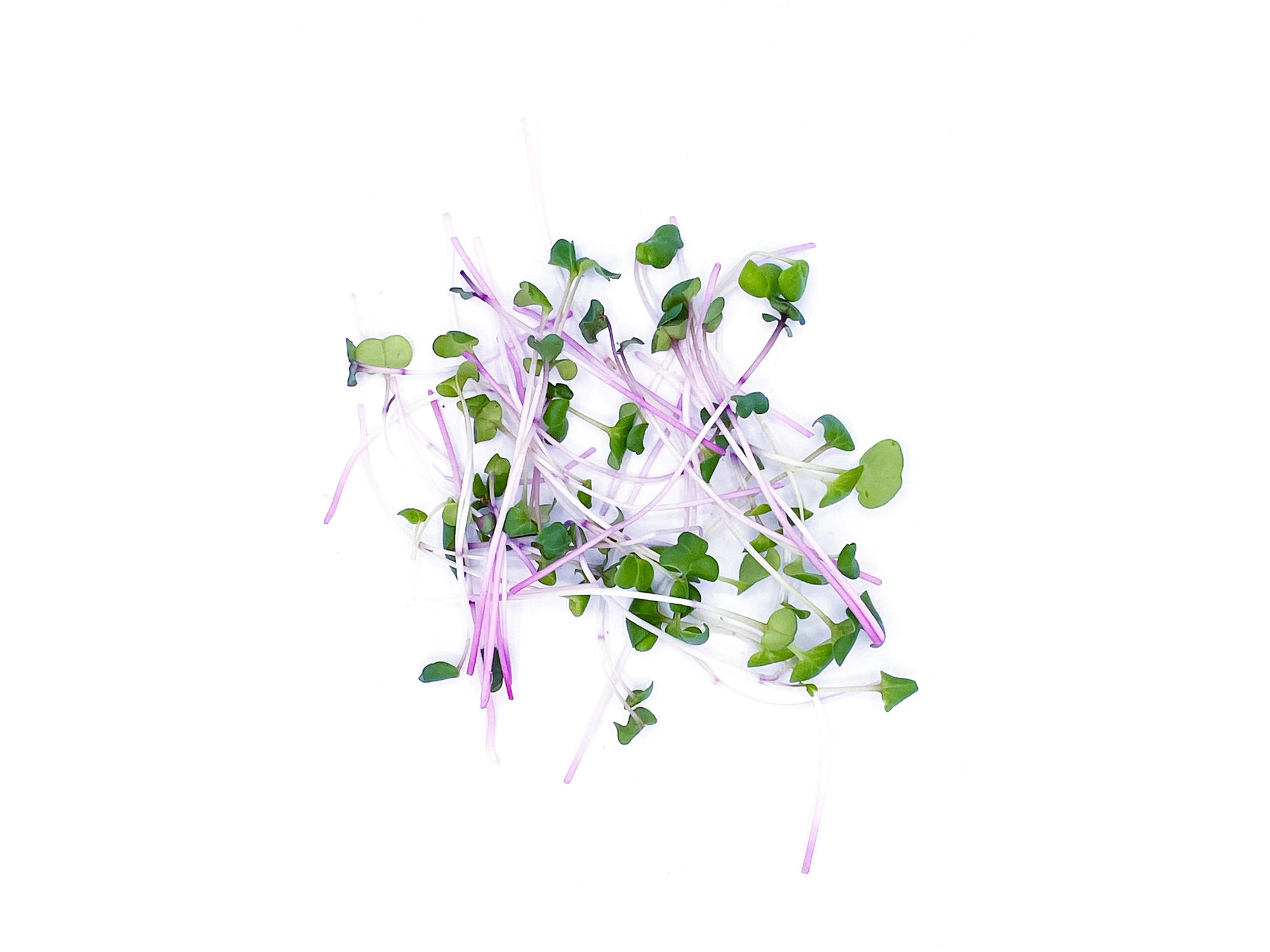 micropousses de radis daikon van leaf sante bio alimentation nutrition cuisine healthy