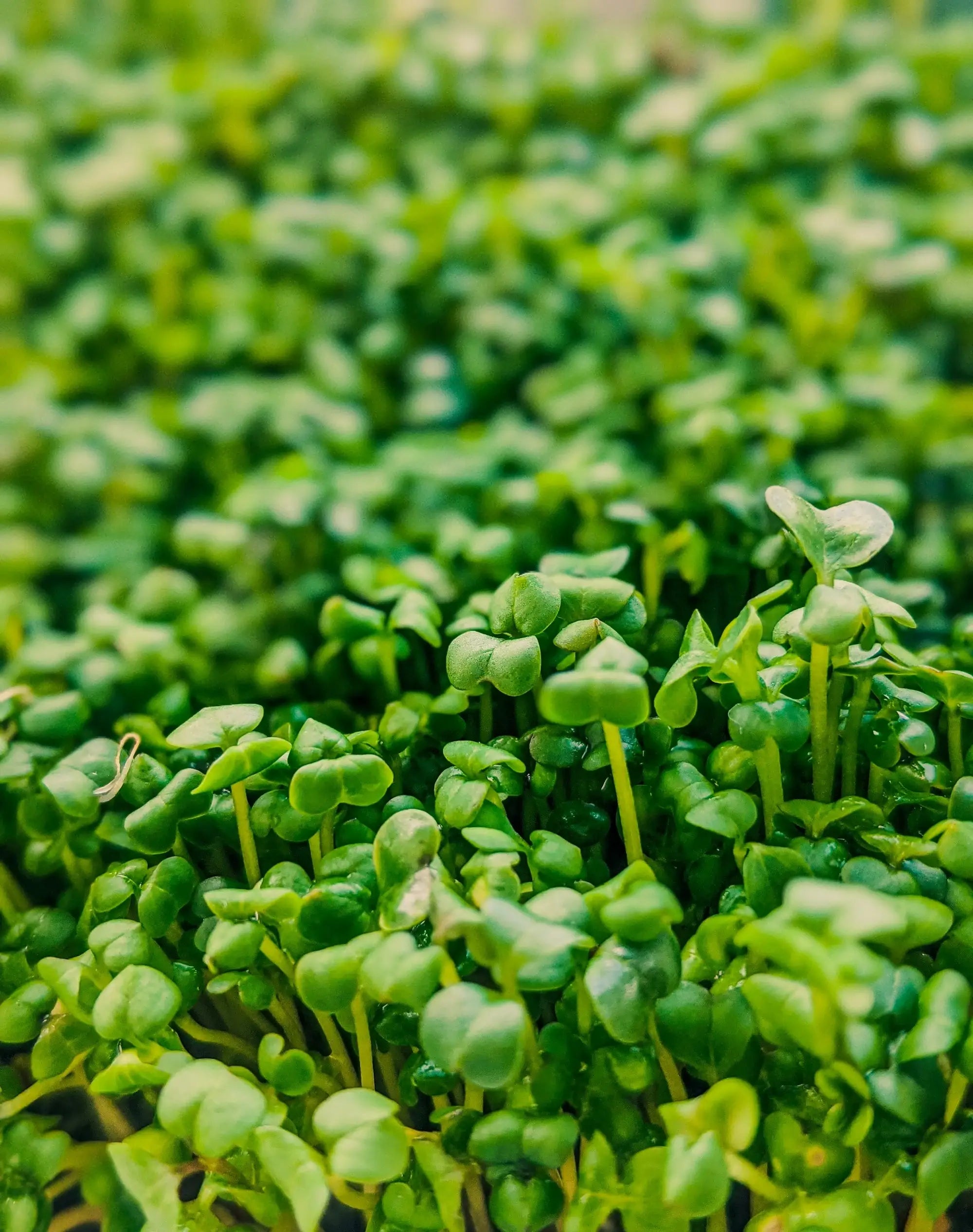 micropousses fraiches radis pois van leaf sante bio alimentation nutrition cuisine ecologie healthy