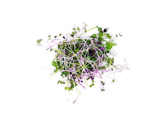 micropousses de pois affyla radis daikon radis sango van leaf santé bio alimentation nutrition cuisine healthy