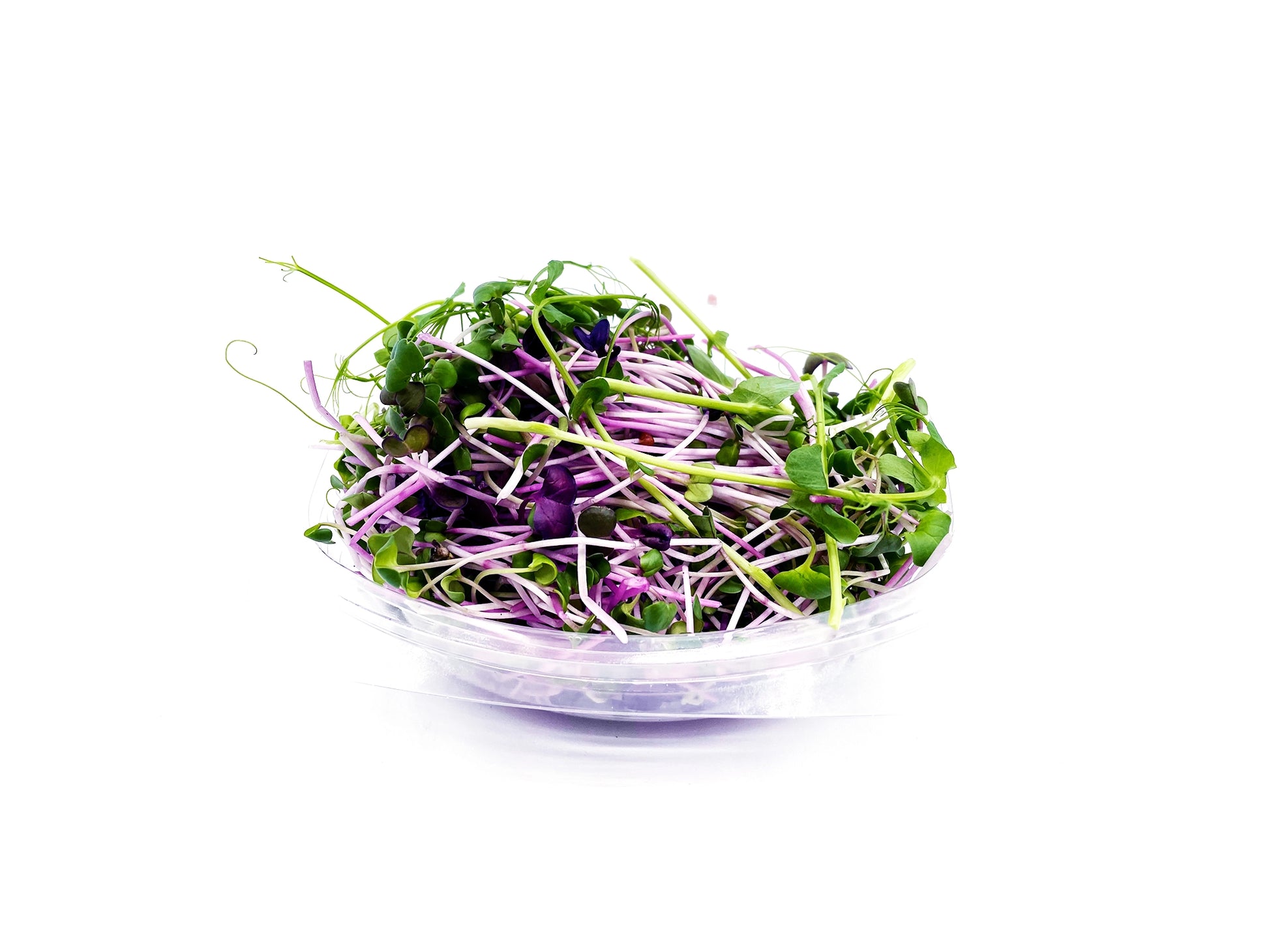 micropousses de pois affyla radis daikon radis sango van leaf santé bio alimentation nutrition cuisine healthy