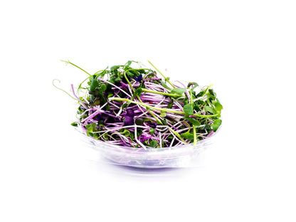 micropousses de pois affyla radis daikon radis sango van leaf santé bio alimentation nutrition cuisine healthy