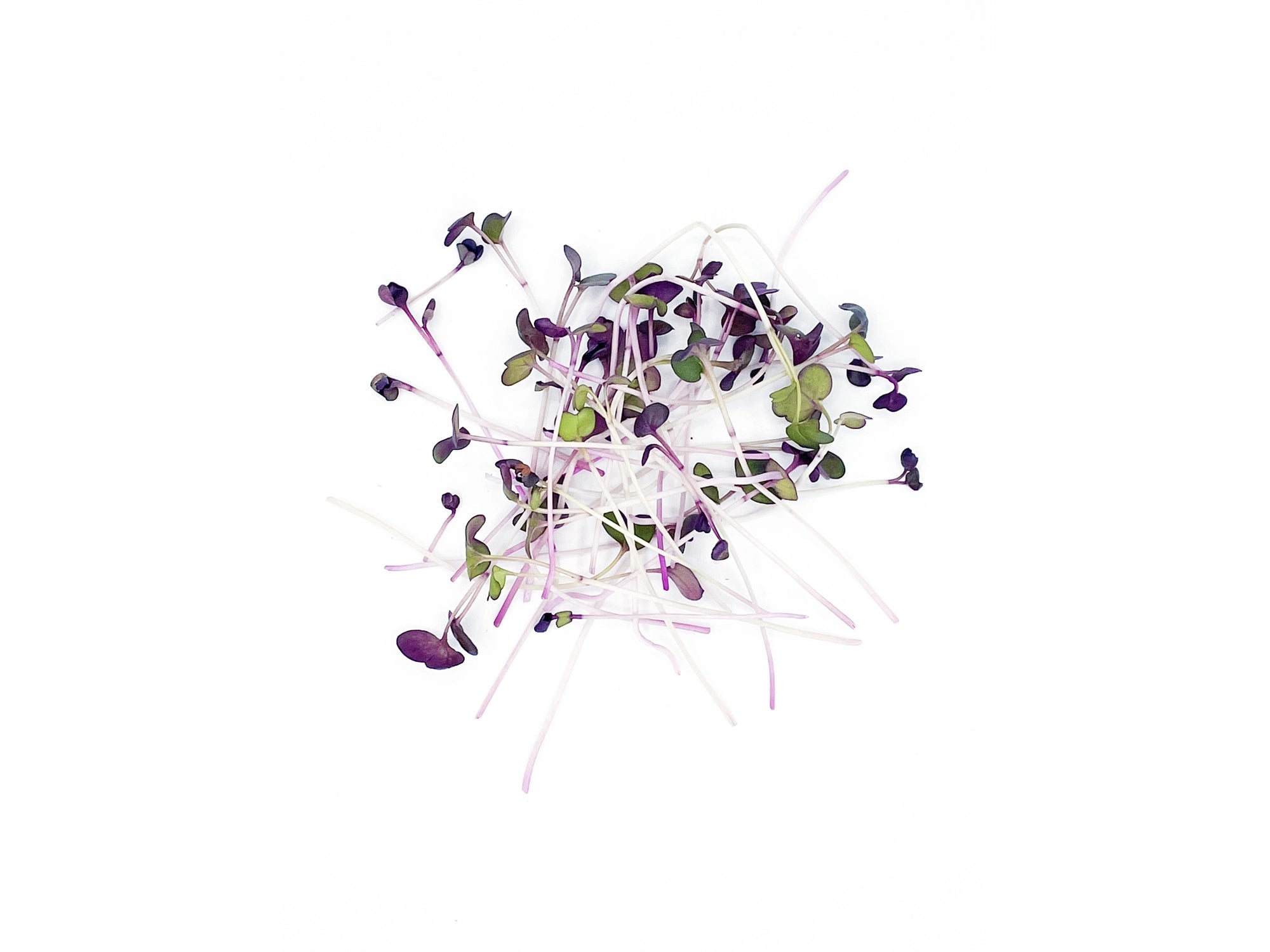 micropousses de radis sango van leaf sante bio alimentation nutrition cuisine healthy
