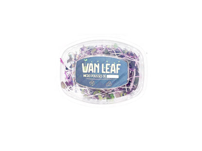 micropousses de radis sango van leaf sante bio alimentation nutrition cuisine healthy