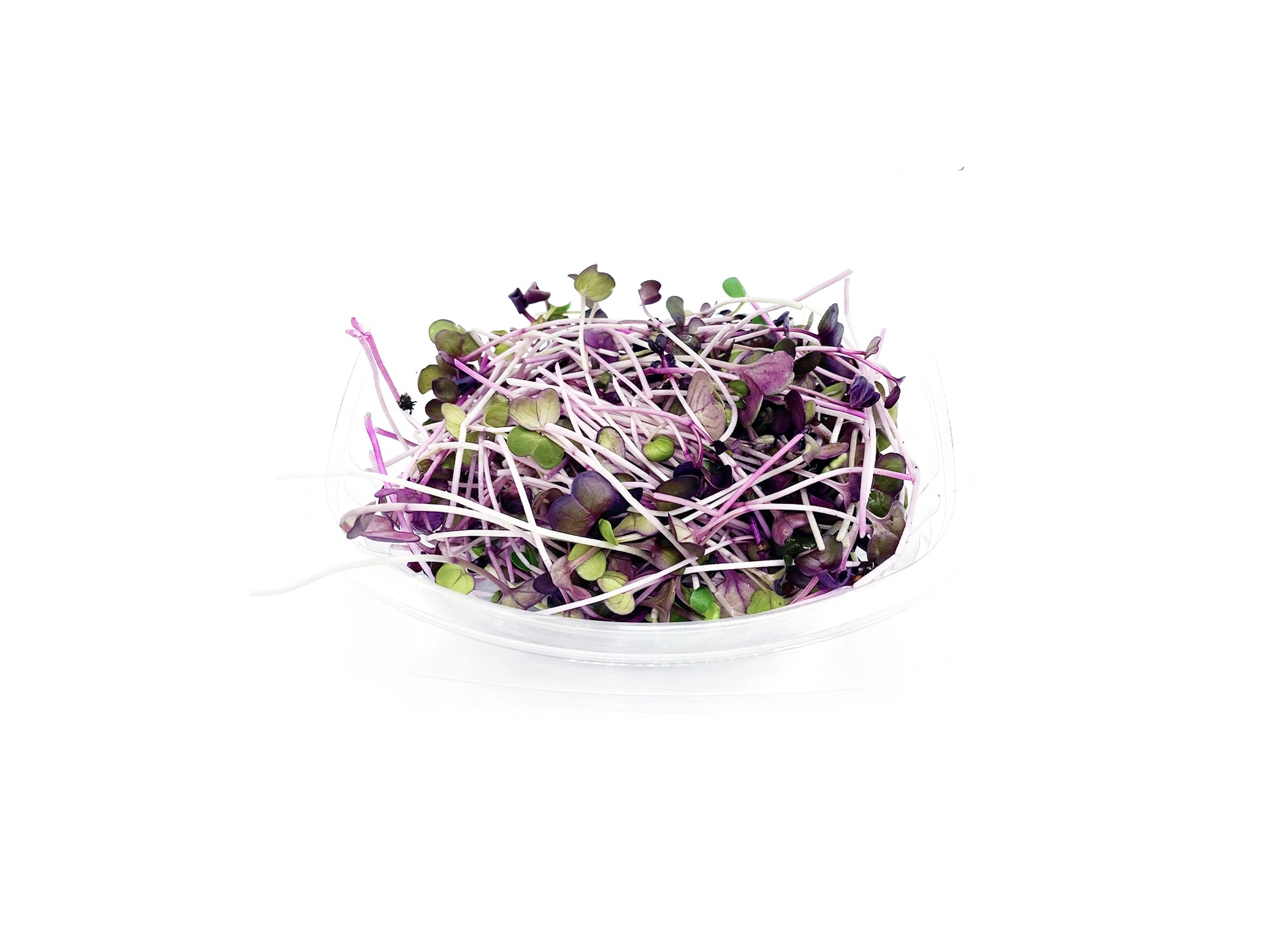 micropousses de radis sango van leaf sante bio alimentation nutrition cuisine healthy